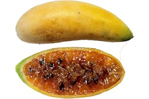 SAMENCHILISHOP (IMMER NUR EINMAL VERSAND) Passion Plátano Fruta – Deliciosos Frutas y bonito de flores * Passiflora Mollissima *