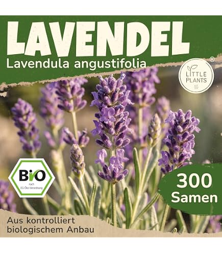 Thuja occidentalis *Lebensbaum* Samen (Mengen whlbar 100,250,500 oder 1000  Samen) (100) : Amazon.de: Garten