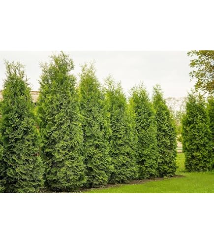 5 x Thuja Brabant 80120 cm im Topf | Immergrne Heckenpflanze  schnellwachsend | Sichtschutz Lebensbaum winterhart | sofort pflanzbar :  Amazon.de: Garten