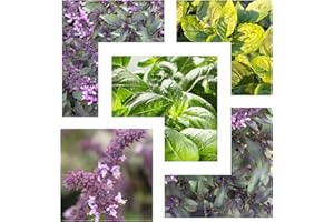 NEWLANDS 6 Mixed Basil Plug Plants. Sturdy Well Rooted Basils. herb Plant - Start Your herb Garden UK. Great for Cooking. Grow Your own. 3 Basil Varieties 2 of Each Plants.