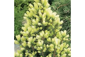 GARDENERSDREAM Picea glauca 'Daisy's White' Compact Evergreen Conifer Garden Plant | 9cm Pots (20-30cm Height Incl. Pot)