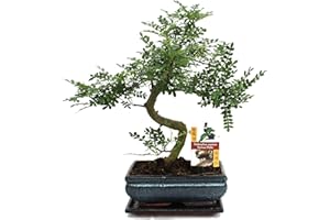Exotenherz - Bonsai Szechuan-Pfeffer - Zanthoxylum piperitum - ca. 10 Jahre