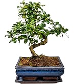 Ficus Ginseng Bonsaï D’Intérieur Laurier D’Inde - Pot 12 Cm Hauteur 20-30 Cm