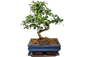BONSAI LT Arbre bonsaï avec pot de fleurs en céramique – Ligustrum, ficus, carmona, podocarpus, orme chinois – env. 6 à 9 ans (bol de 20 cm : environ 8 ans, Carmona P20 S)