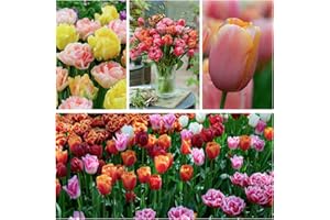 DUTCH BULBS EXCLUSIVE PLANTS FROM HOLLAND Bulbos de tulipán Super Collection (50 piezas) - Bulbos de tulipán mezcla perenne resistente - Calidad holandesa - Para jardín, macetas y balcón (sin semilla, no artificial)
