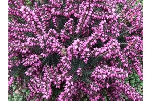 MEREDITH NURSERIES 3 Erica x darleyensis ‘ Kramer’s Red’ Garden Heathers
