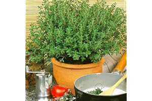 Thym dhiver - 1 sac de graine