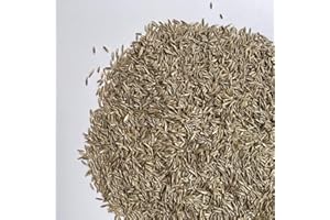 Il Contadino - Antiche Sementi | LOIETTO PERENNE| Tappeto fine molto denso, Adatto a tutti i luoghi e tipi di terreno, Ottima resistenza al calpestio, ai freddi invernali e alle malattie (5 Kg)