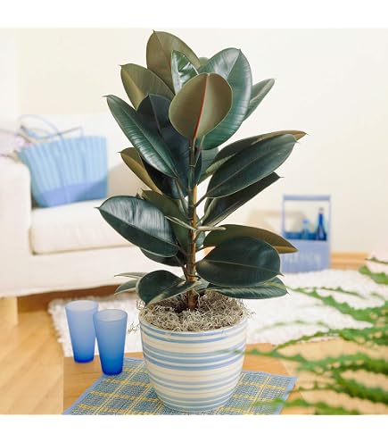 5 Samen Ficus Elastica Gummibaum (Gummi Pflanze) Pflegeleicht Zimmerpflanze  : Amazon.de: Garten