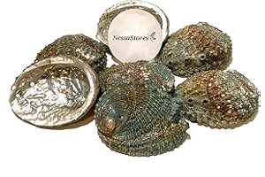 NessaStores - Pink Abalone Sea Shell One Side Polished Beach Craft 4" - 5" #JC-011 (4 pcs)