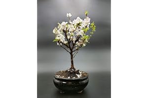 WWW.IRUNBONSAI.COM BONSAI DE CEREZO. BONSAI DE PRUNUS TOMENTOSA DE 7 AÑOS