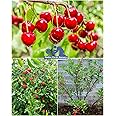 Native Earth Red Barbados Cherry Grafted Plant - Dwarf Variety Sweet Fruit Tree Height 50cm, Pack Of 1 Plant