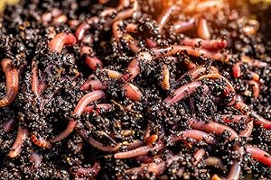 BIOTICA Lombrichi Rossi californiens vivants Eisenia fetida – 1,5 kg – pour compostage domestique Vermicompost en composteur pour production d'humus – Vers de terre parfaits également pour la pêche