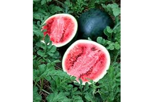 PREMIER SEEDS DIRECT Water Melon - Sugar Babe - 60 Finest Seeds