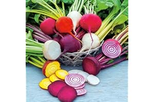 Suttons Beetroot Seeds Rainbow Mix, Vegetable Seed, Approx. 250 Seeds per Pack, Grow Your own, Ideal for Containers, Beds and Borders