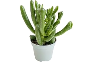 Clouds Hill Succulents Live Money Tree Jade Plant (Crassula ovata Gollum) Potted Plants in 6cm pots (in 6cm Plastic Pot), Red