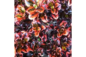 GardenersDream Coprosma Tequila Sunrise Plant in Pot - Colourful Outdoor Garden Ready Evergreen Plant - All Year Round Shrub - Beautiful Outdoor Plants for Gardens and Patios (15-25 cm, incl. 9cm Pot)