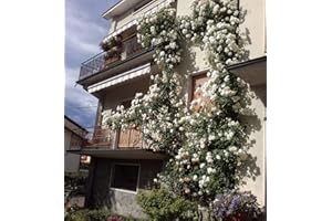 Clg. Iceberg®, rosa rampicante in vaso di Rose Barni®, pianta di rosa rampicante rifiorente a mazzi, altezza raggiunta fino a 5 metri, rifiorente con fiori color bianco puro, semidoppio, cod. 18035