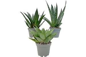 CLOUDS HILL SUCCULENTS Aloe Vera Mix (3 Large Plants 6cm Pot) Easy Care Indoors Plants for House or Office