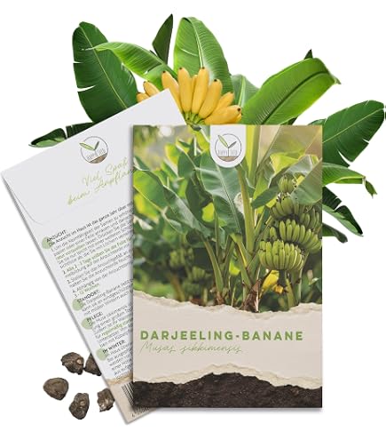 Drr-Samen - Bananenbaum mehrjhrig bis 200 cm Saatgut : Amazon.de: Garten