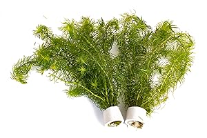 PondPlantsUK 2 x Live Plants for aquascaping, mosses, Fern, Tropical Aquatic Plants in Ceramic Weights (Egeria Najas)