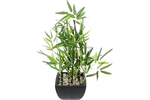 FRANK FLECHTWAREN bambus w doniczce