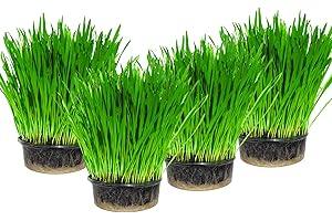CAT FURNATURE .CO .UK Cat Grass x 4 Pack (Grow your own kits) By Cat FurNature