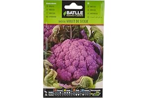 Semillas Batlle Battle - Semi Ortaggi Broccolo Viola Siciliano (Semi)