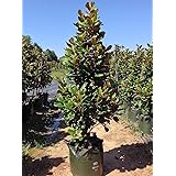 Magnolia Grandiflora, Pianta in Vaso ø 18 cm H un metro circa, Pianta Vera Sempreverde, Vivaio di Castelletto