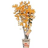 Orchidee von BAMBOO ORCHID – Bambus Orchidee – Höhe: 50 cm, 3 Triebe, orangene Blüten – Dendrobium nobile Firebird
