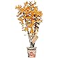 Orchidee von BAMBOO ORCHID – Bambus Orchidee – Höhe: 50 cm, 3 Triebe, orangene Blüten – Dendrobium nobile Firebird