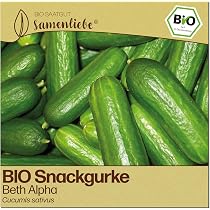 BIO Gurken Samen (Marketmore, 10 Korn) - Salatgurke Saatgut aus  biologischem Anbau ideal fr die Anzucht im Garten, Balkon oder Terrasse :  Amazon.de: Garten