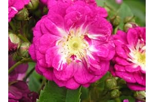 GORGEOUS GARDEN ROSES Perennial Blue - 5.5lt Potted Rambling Garden Rose - Fragrant Purple/Lilac Blooms