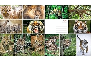EDITION COLIBRI GATTI SELVAGGI Set di cartoline con animali (13 cartoline) con leone, leopardo, lince, tigre, ghepardo e giaguaro dell'edizione Colibri