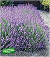 BALDUR Garten Winterharte Stauden Lavendel-Hecke 'Blau', 9 Pflanzen Duftlavendel Lavandula angustifolia Munstead echter Lavendel