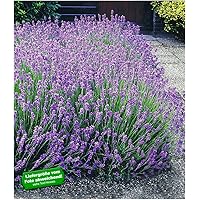 BALDUR Garten Winterharte Stauden Lavendel-Hecke 'Blau', 9 Pflanzen Duftlavendel Lavandula angustifolia Munstead echter…