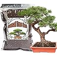 Bonsai Soil Mix - 1L Organic, Ready to Use for Small Bonsai Pots, Suitable for Seedlings, Repotting or Starter Kits