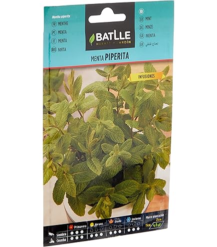 Semi Di Menta Pulegium 1000 Semi - Non Trattati, Riproducibili, Per Giardinaggio - Foto 3