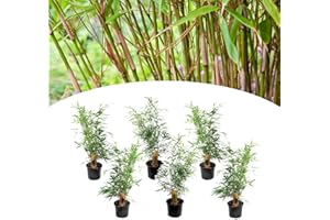 Plant in a Box - Set de 6 Fargesia Rufa - Bambou non traçant - Arbuste exterieur jardin persistant - Pot 13cm - Hauteur 25-40cm