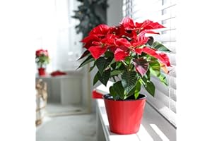 HAPPY PLANTING UK Poinsettia Plant - Indoor Christmas Plant, Real Live Plant, Real Festive Christmas House Plants Indoor Potted Plants (40-60cm)