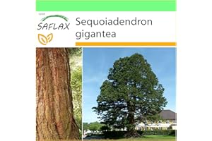 SAFLAX - Góra - Sekwoja - 50 Nasiona - Sequoiadendron gigantea