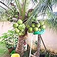 M-Tech Gardens Coconut (" Andaman, Dwarf Hybrid) Exotic 1 Live Fruit Plant