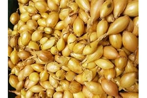 JustSeed - Onion Sets - Senshyu - 250g (Approx 50 Quality Sets)