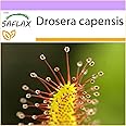 SAFLAX - African Sundew - 200 Seeds - Drosera capensis