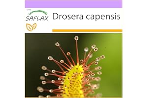 SAFLAX - Rocío de sol - 200 semillas - Drosera capensis