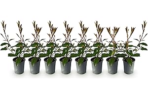 GREEN BOUTIQ GreenboutiQ - Plantes de haie - Photinia fraseri Red Robin - feuillage rouge vert - 8 plantes - 1 mètre linéaire - persistant - pot 9cm hauteur 30-35cm