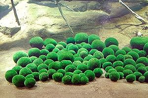 NatureHolic Palla di alghe Marimo / Palla di alghe marimo giapponese