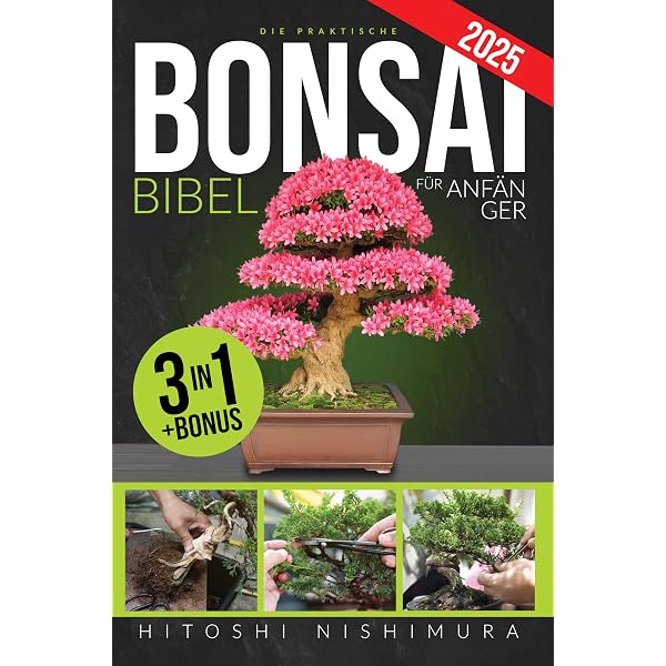 bonsai olivenbaum früchte Olea Europaea Bonsai | 200 cm