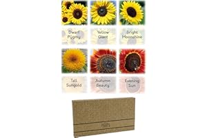 Pronto Seed Sunflower Seeds Collection - Grow Your Own Kit with 6 Stunning Varieties Including Yellow Giant - Perfect for Pots, Beds & Containers - Gardening Gift Set (Sunflower Seeds)