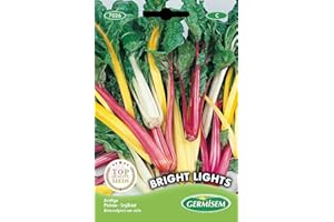 GERMISEM Mangold Bright Lights